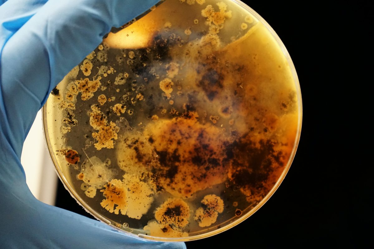 Bacterial colonies grown on an agar plate in combination with iron powder.